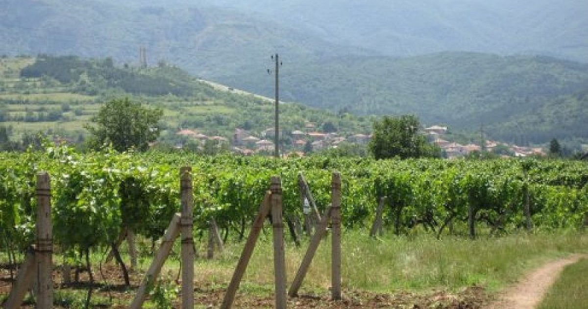 Зараза убива лозята ни! - Бизнес — Новини Стандарт